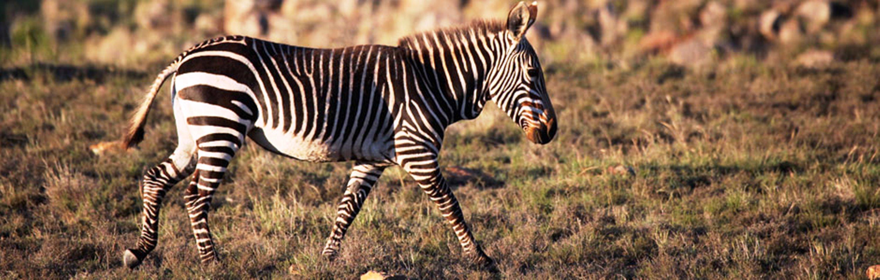 ホテル Mount Camdeboo Graaff-Reinet エクステリア 写真