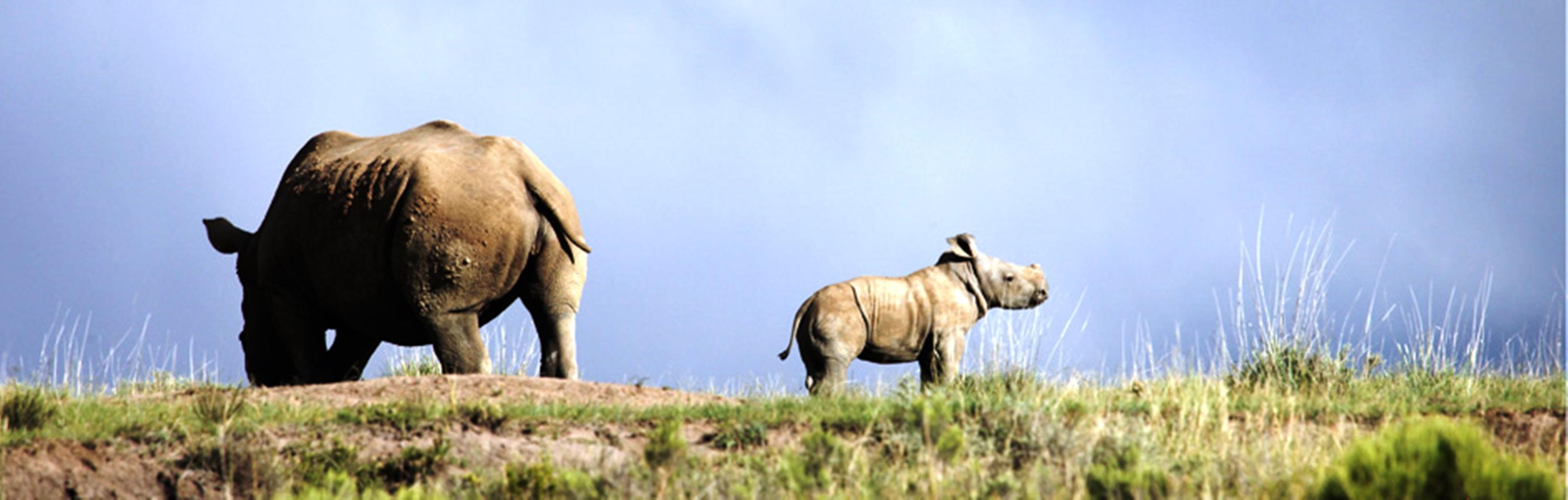 ホテル Mount Camdeboo Graaff-Reinet エクステリア 写真