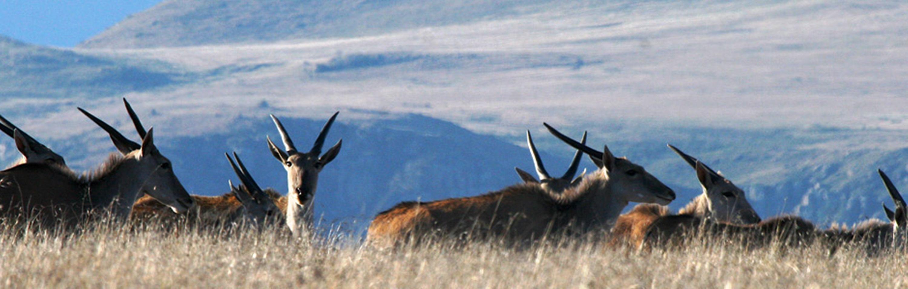 ホテル Mount Camdeboo Graaff-Reinet エクステリア 写真