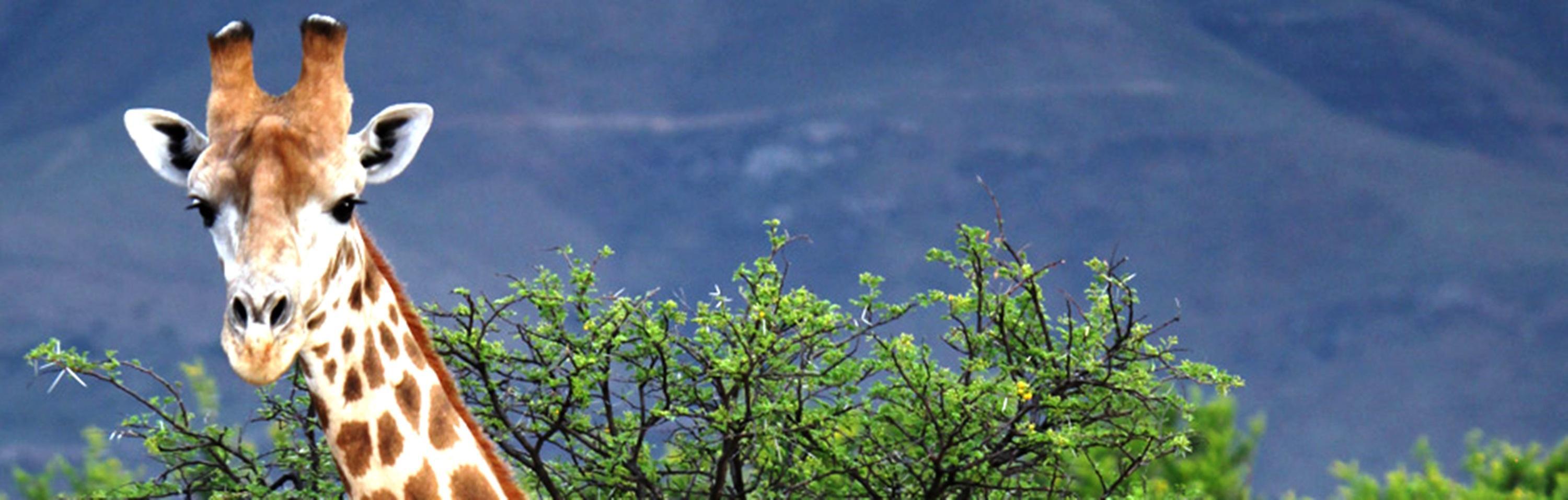 ホテル Mount Camdeboo Graaff-Reinet エクステリア 写真