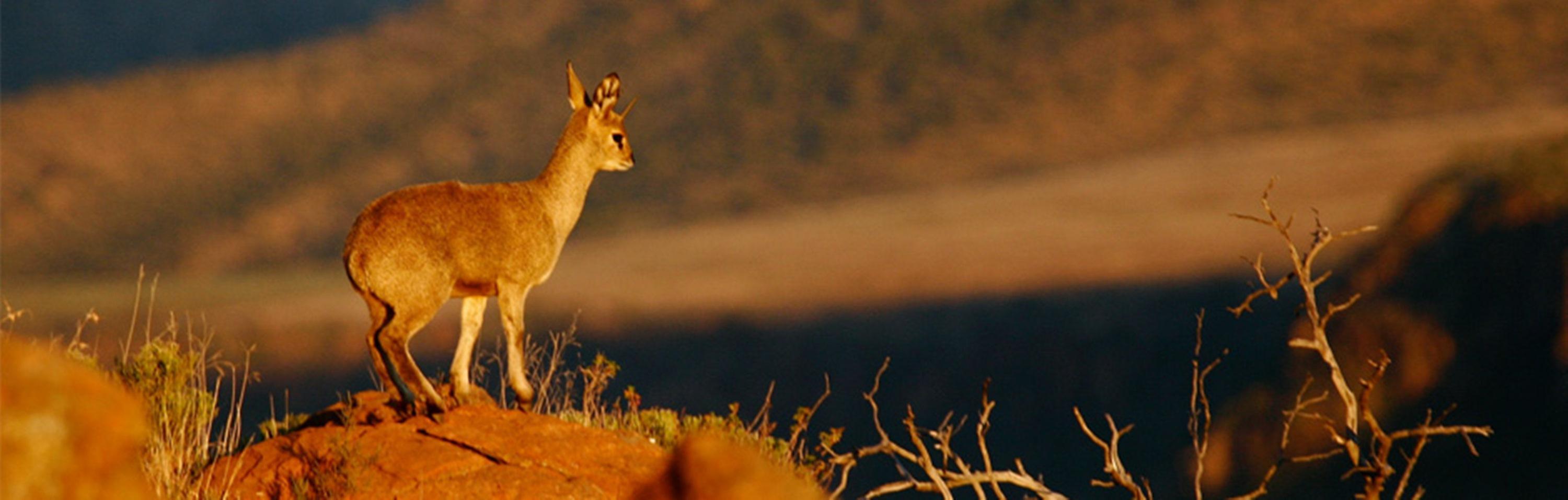ホテル Mount Camdeboo Graaff-Reinet エクステリア 写真