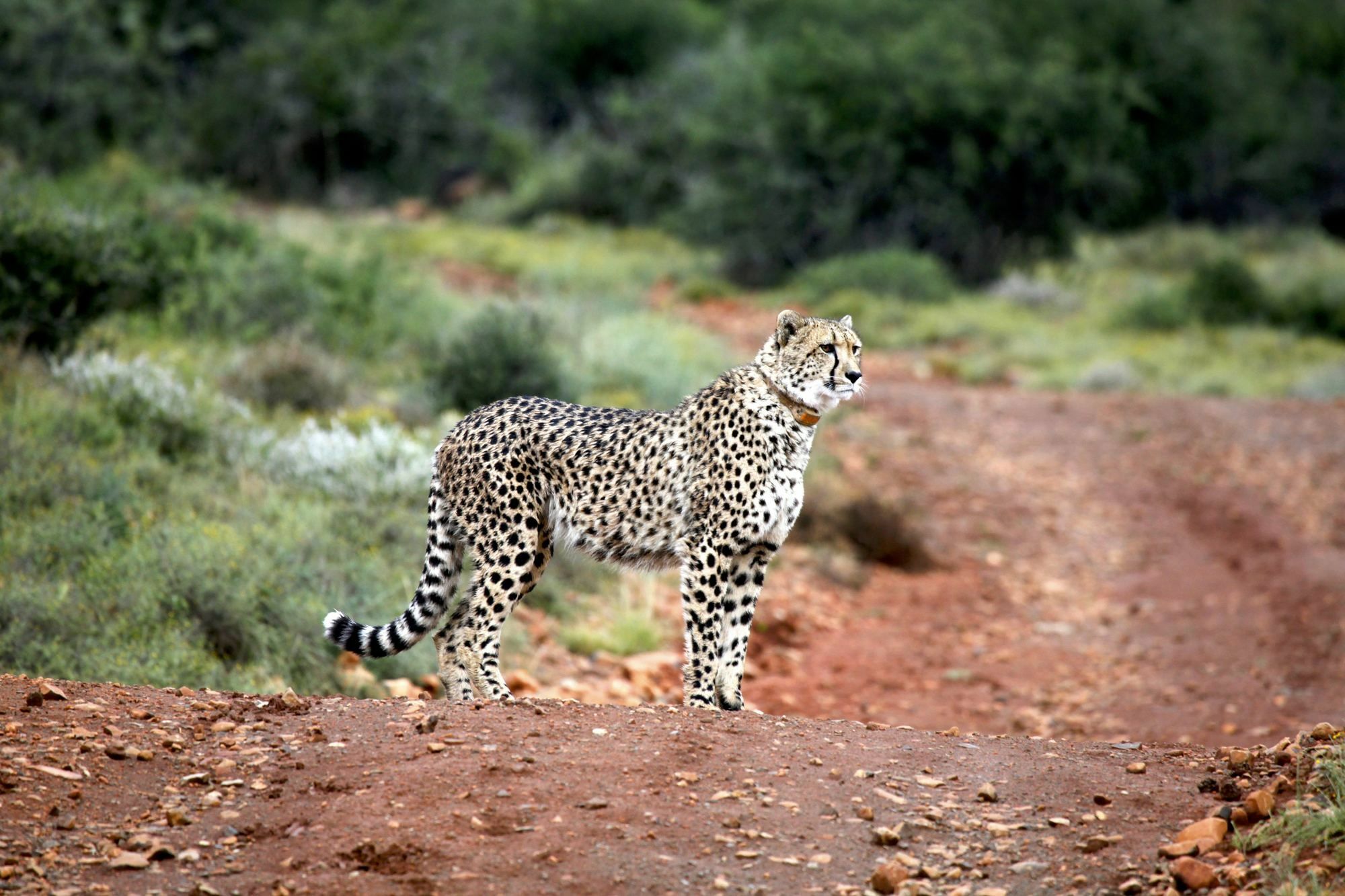 ホテル Mount Camdeboo Graaff-Reinet エクステリア 写真